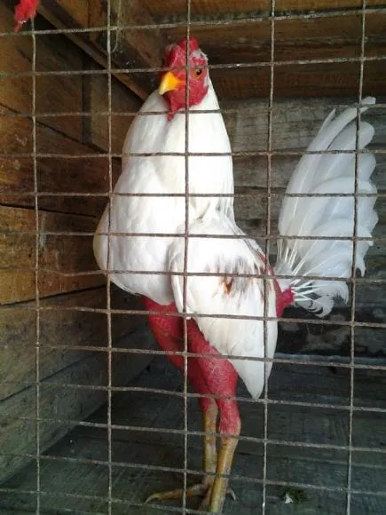 el rapido - gallos cubanos 2012 - engormix.com el rapido - gallos cubanos 2012 - engormix.com