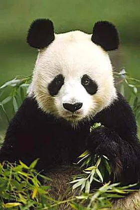 El oso panda, casi un símbolo nacional chino
