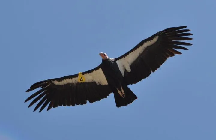 raptor | Partnership for International Birding raptor | Partnership for International Birding