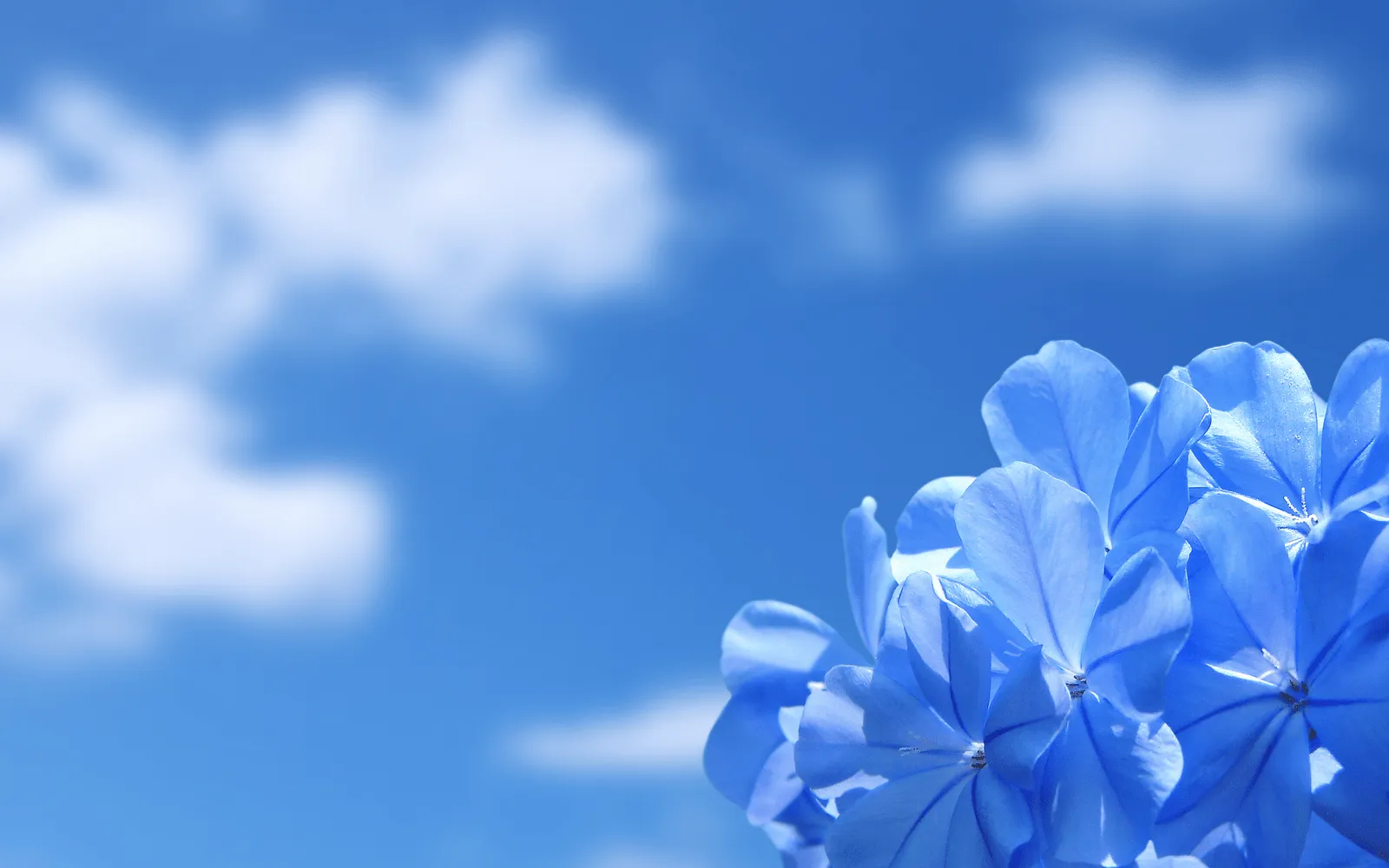 Rare Collection of free wallpapers: Rare Fragrance Flowers HQ Pc ... Rare Collection of free wallpapers: Rare Fragrance Flowers HQ Pc ...