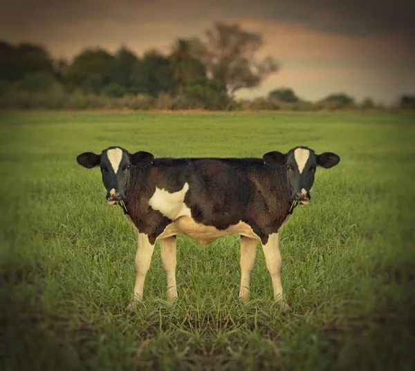Raros animales del campo - El blog de Simon Chavez Raros animales del campo - El blog de Simon Chavez