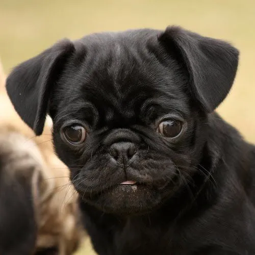 las mascotas mas lindas del mundo...: junio 2010 las mascotas mas lindas del mundo...: junio 2010