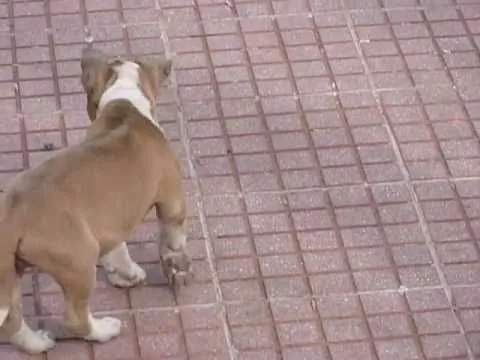 Raspu" Cachorro Blue fawn american staffordshire terrier - amstaff ... Raspu" Cachorro Blue fawn american staffordshire terrier - amstaff ...