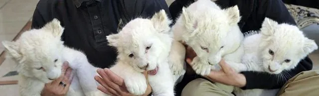 El Rastreador de Noticias » Camada de 4 leones blancos