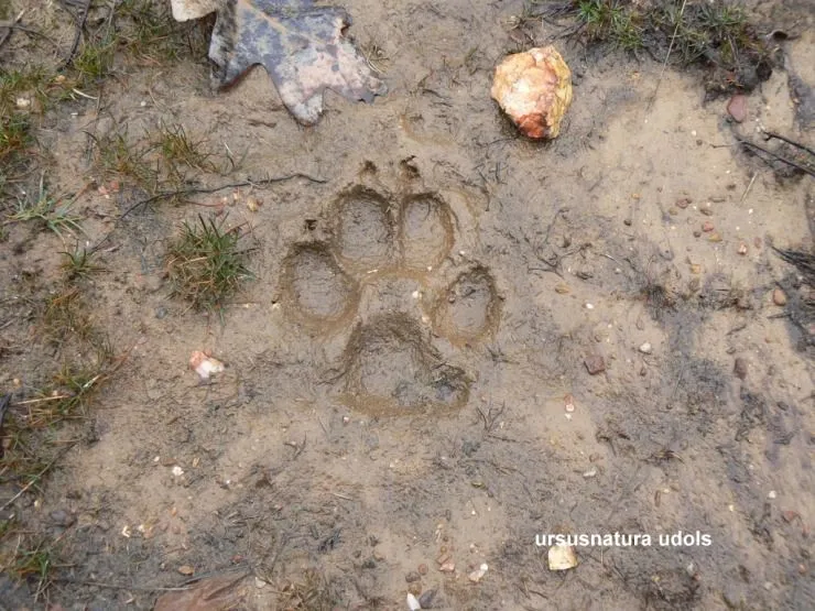 El rastro del lobo | PROYECTO AULLIDOS