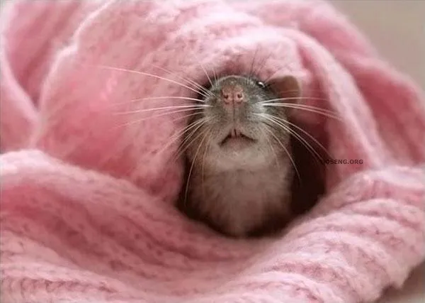 Rata divertida (72 fotos)