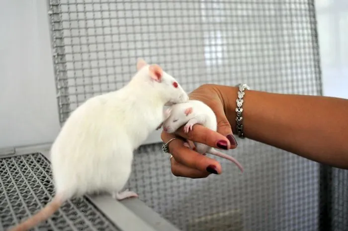Ratas bebés, entrenadas por sus madres para detectar minas ...