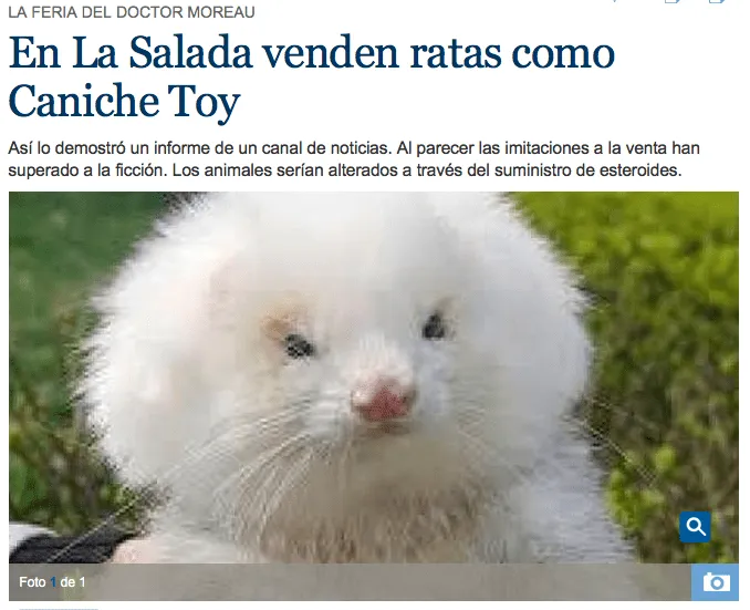 Ratas caniches - Imagui