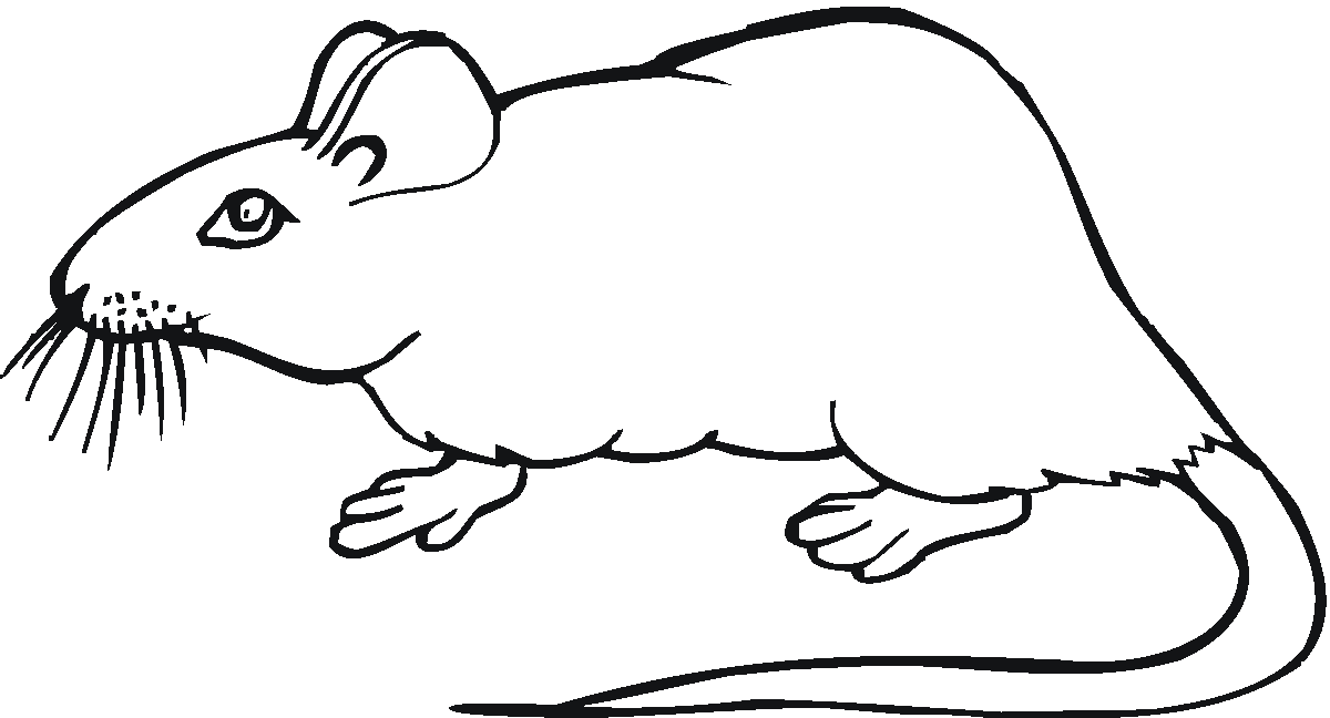Imagenes • Imagenes de ratas para facebook