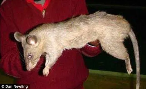 Ratas gigantes se comen dos bebés en municipios del sur de África ... Ratas gigantes se comen dos bebés en municipios del sur de África ...