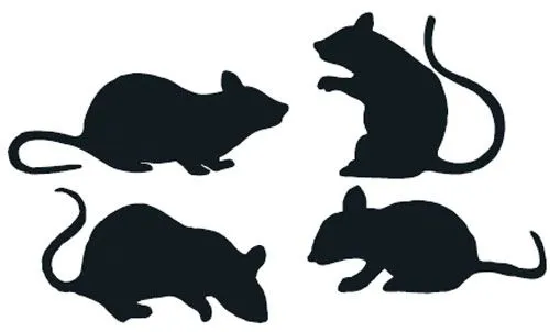 ratas.jpg