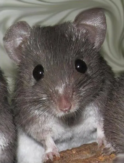 El ratón que se arranca la piel a tiras (y le vuelve a salir) - ABC.es El ratón que se arranca la piel a tiras (y le vuelve a salir) - ABC.es