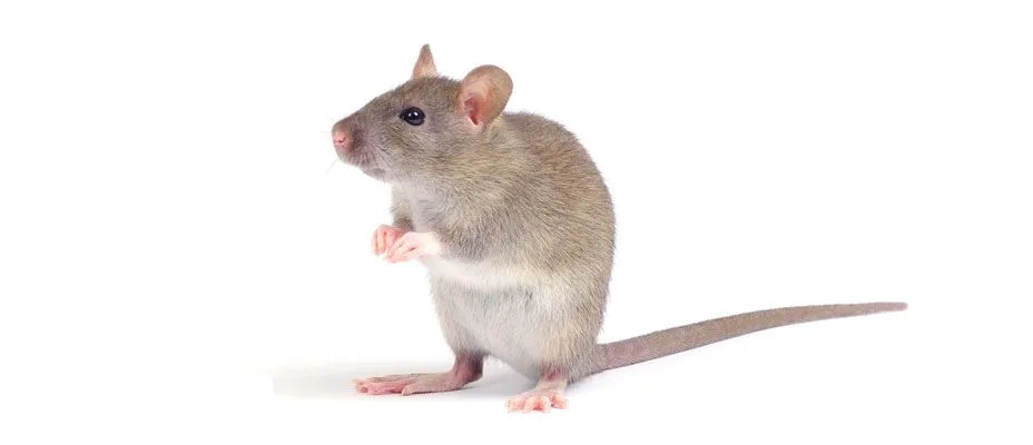 Raton Comun | Ant control de plagas