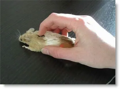 Ratón Ratón - ilmaistro.