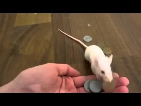 Ratoncito Pérez existe. - YouTube