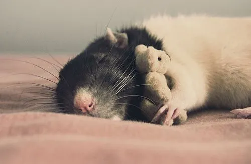 Fotos de ratoncitos tiernos - Imagui