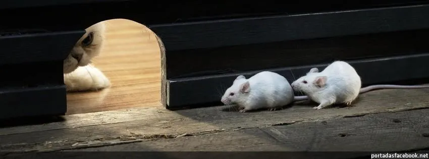 Ratoncitos tiernos para tu facebook | Imagenes de Animales para ... Ratoncitos tiernos para tu facebook | Imagenes de Animales para ...