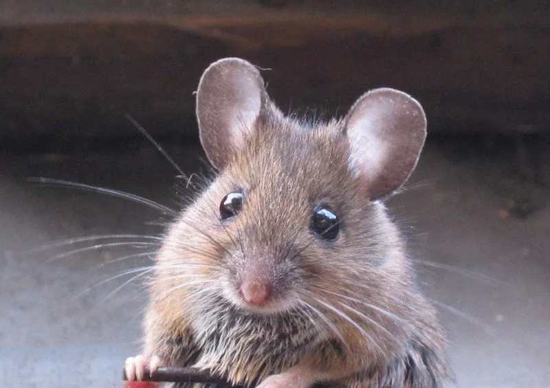Ratones con cerebro (en parte) humano | A Ciencia Cierta Ratones con cerebro (en parte) humano | A Ciencia Cierta
