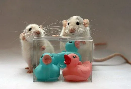 Ratones tiernos para colorear - Imagui