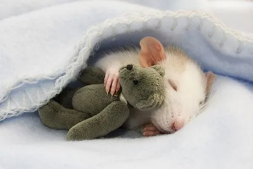 Ratoncitos tiernos - Imagui
