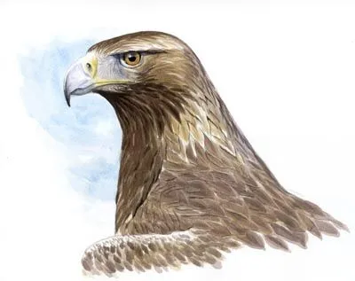 Aguila real dibujo - Imagui