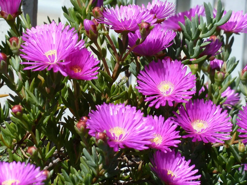 rayito de sol | Cuidar de tus plantas es facilisimo. rayito de sol | Cuidar de tus plantas es facilisimo.