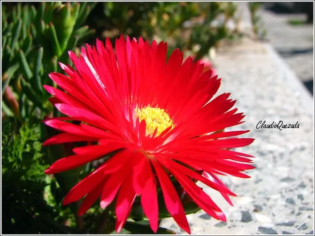 Rayito de Sol (Lampranthus) | Flickr - Photo Sharing!