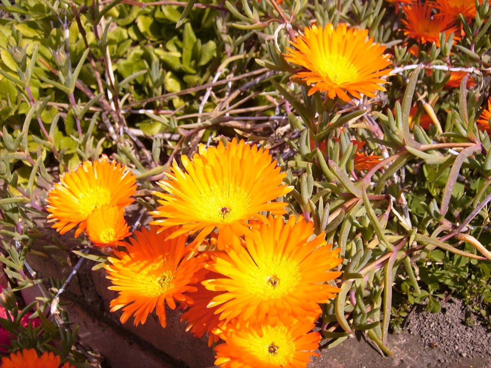 Rayitos de sol. Lampranthus | PLANTAS Y FLORES Rayitos de sol. Lampranthus | PLANTAS Y FLORES