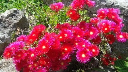 RAYITOS DE SOL ( Lampranthus spectabiles ) - LAS PLANTAS ... RAYITOS DE SOL ( Lampranthus spectabiles ) - LAS PLANTAS ...