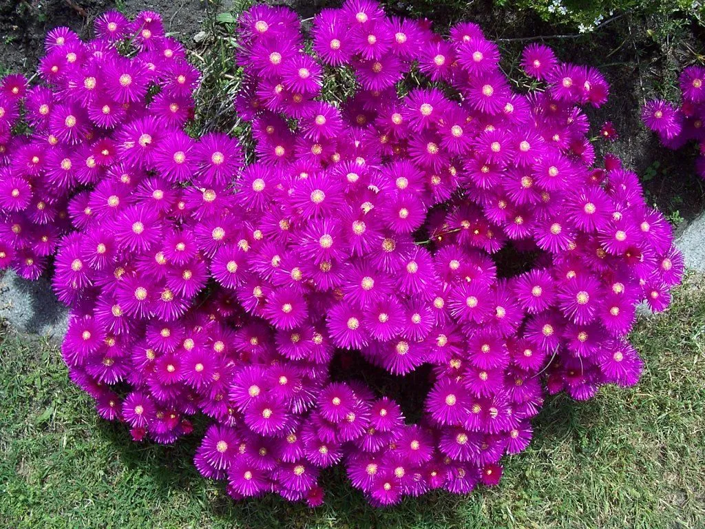 MIS RAYITOS DE SOL Y LAS ORQUI EN TODA SU FLORACION | Cuidar de ... MIS RAYITOS DE SOL Y LAS ORQUI EN TODA SU FLORACION | Cuidar de ...