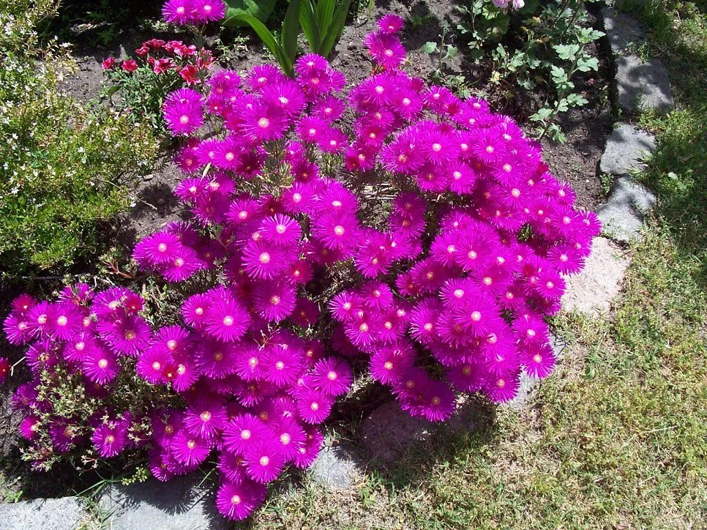 MIS RAYITOS DE SOL Y LAS ORQUI EN TODA SU FLORACION | Cuidar de ... MIS RAYITOS DE SOL Y LAS ORQUI EN TODA SU FLORACION | Cuidar de ...