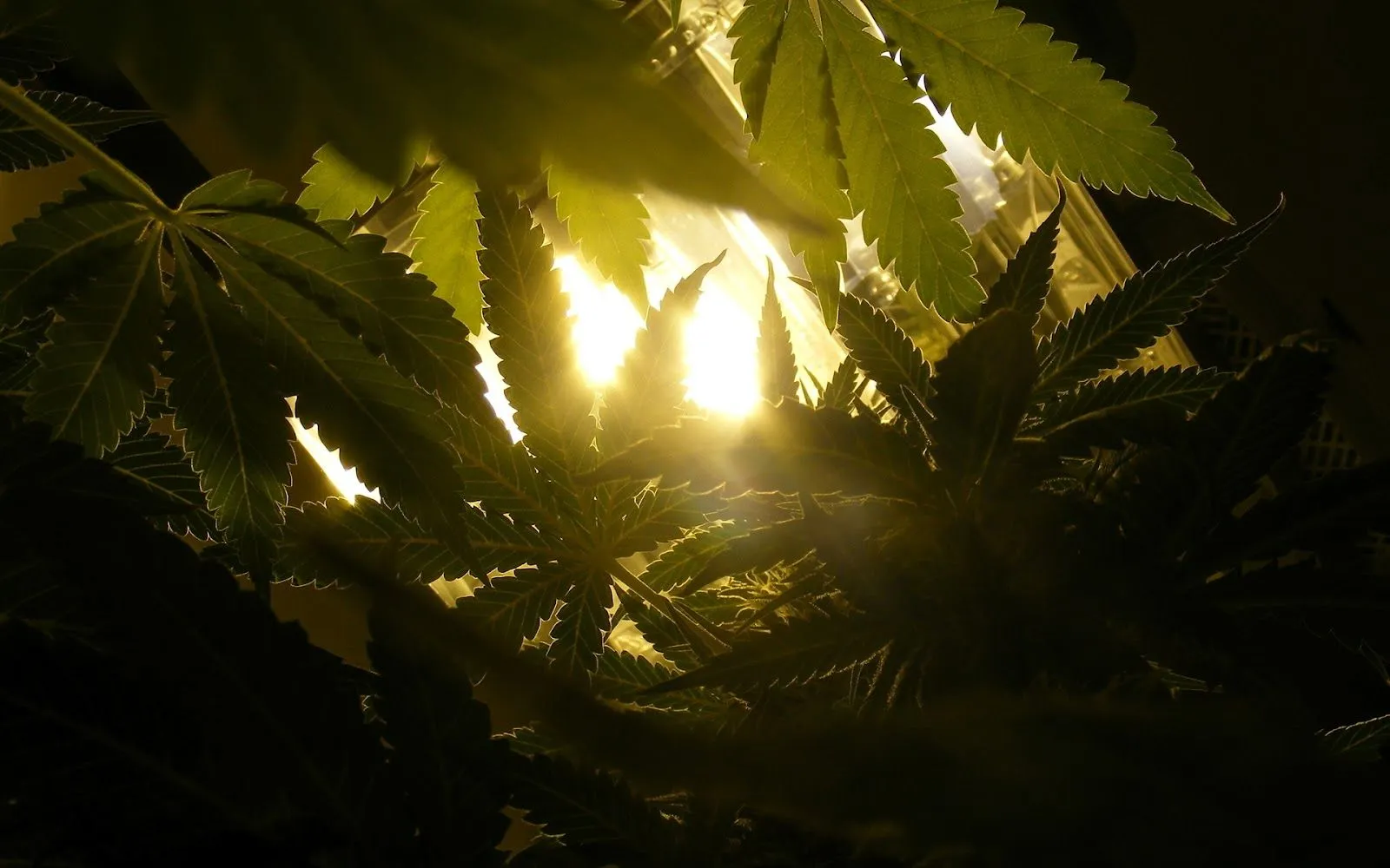 Rayos de Sol y Hojas - Fondos de Pantalla HD - Wallpapers HD Rayos de Sol y Hojas - Fondos de Pantalla HD - Wallpapers HD