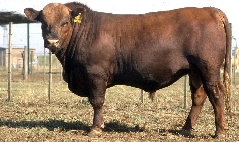 Raza Aberdeen Angus | Foro de Ganado, ganadería | 19606 ... Raza Aberdeen Angus | Foro de Ganado, ganadería | 19606 ...