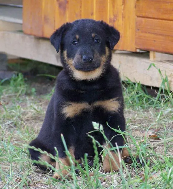 Raza Beauceron. Fotos de perros Beauceron