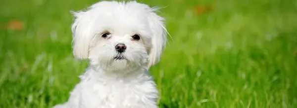 Raza Bichón Maltés