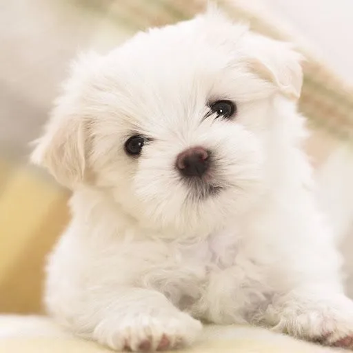 Raza: Bichón Maltés | Perros
