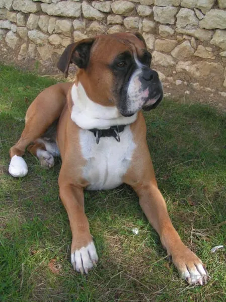 Raza Boxer. Fotos de perros Boxer