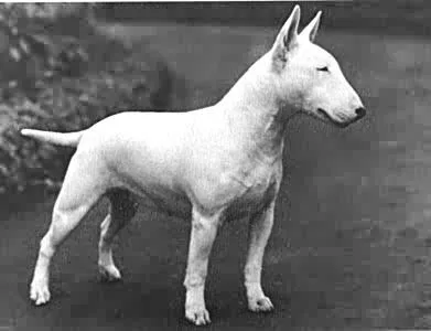 Raza Bull-
