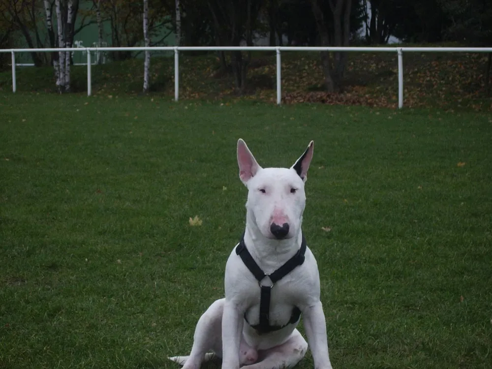 Raza Bull Terrier Inglés. Fotos de perros Bull Terrier Inglés
