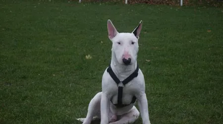 Raza Bull Terrier Inglés. Fotos de perros Bull Terrier Inglés