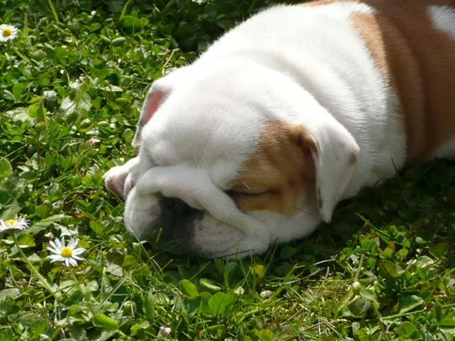 Raza Bulldog Inglés. Fotos de perros Bulldog Inglés Raza Bulldog Inglés. Fotos de perros Bulldog Inglés