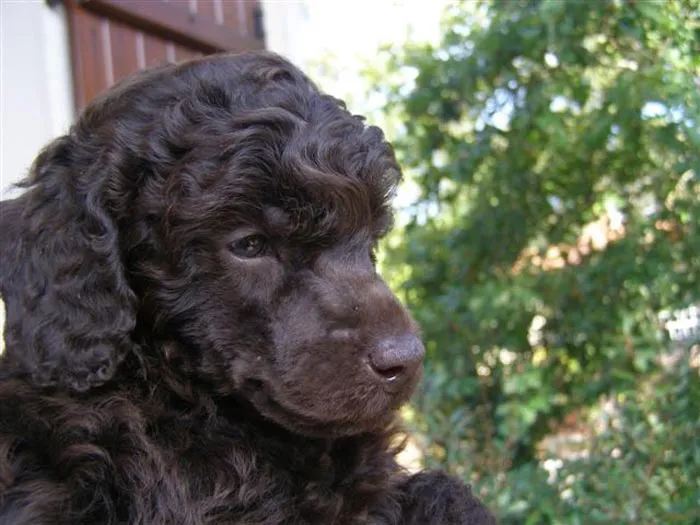 Raza Caniche. Fotos de perros Caniche