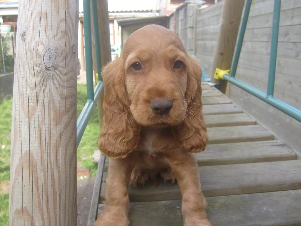 Raza Cocker Spaniel Inglés. Fotos de perros Cocker Spaniel Inglés
