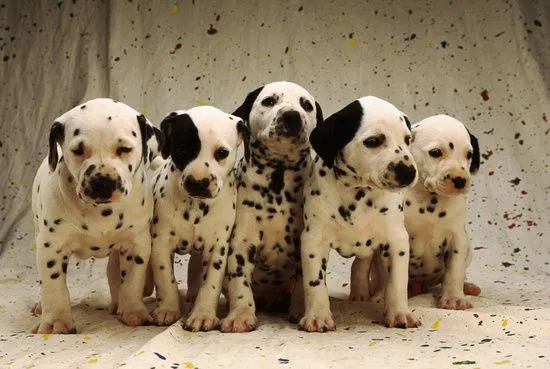 Raza : Dálmata | Perros