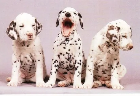 Raza : Dálmata | Perros