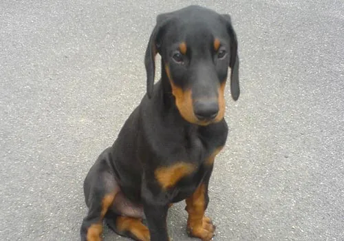Raza Doberman. Fotos de perros Doberman