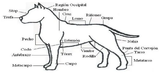 Tu raza favorita: American PittBull Terrier Tu raza favorita: American PittBull Terrier