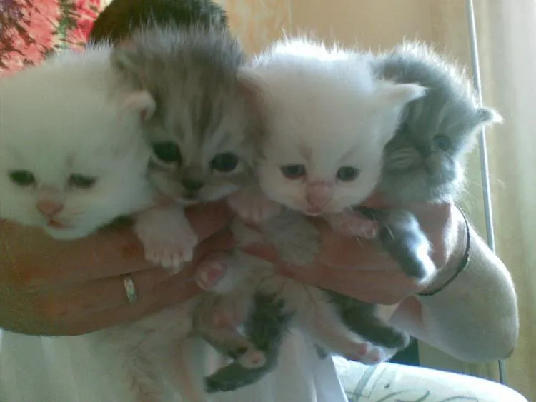 Gatos persas bebés gratis - Imagui