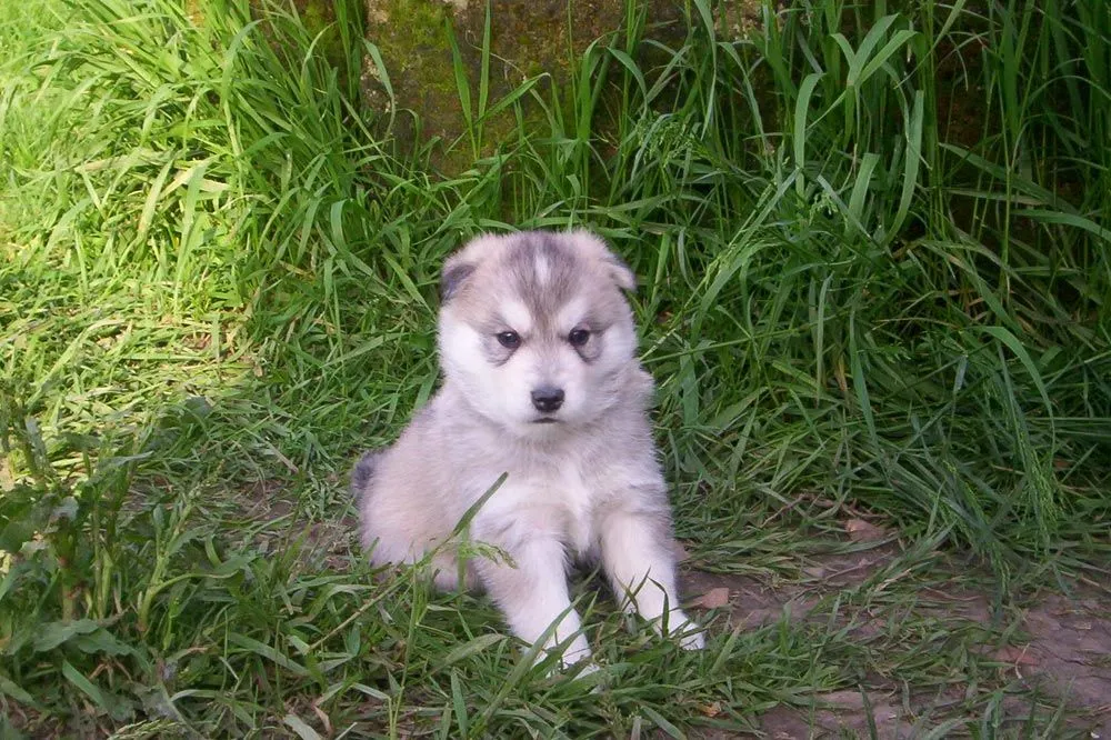 Husky Siberiano Cachorro
