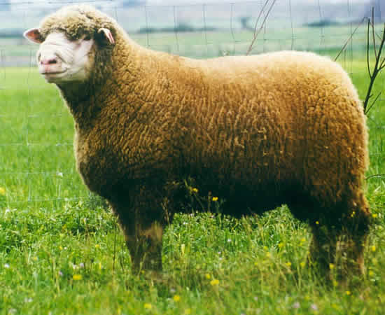 Raza ovina Ile de France